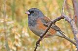 Dark-eyed Junco_73070